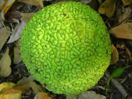 Pomme d'Adam pour le traitement des varices